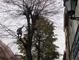Ilustracja do artykułu Pielęgnacja drzew przy 'Laufpompie'