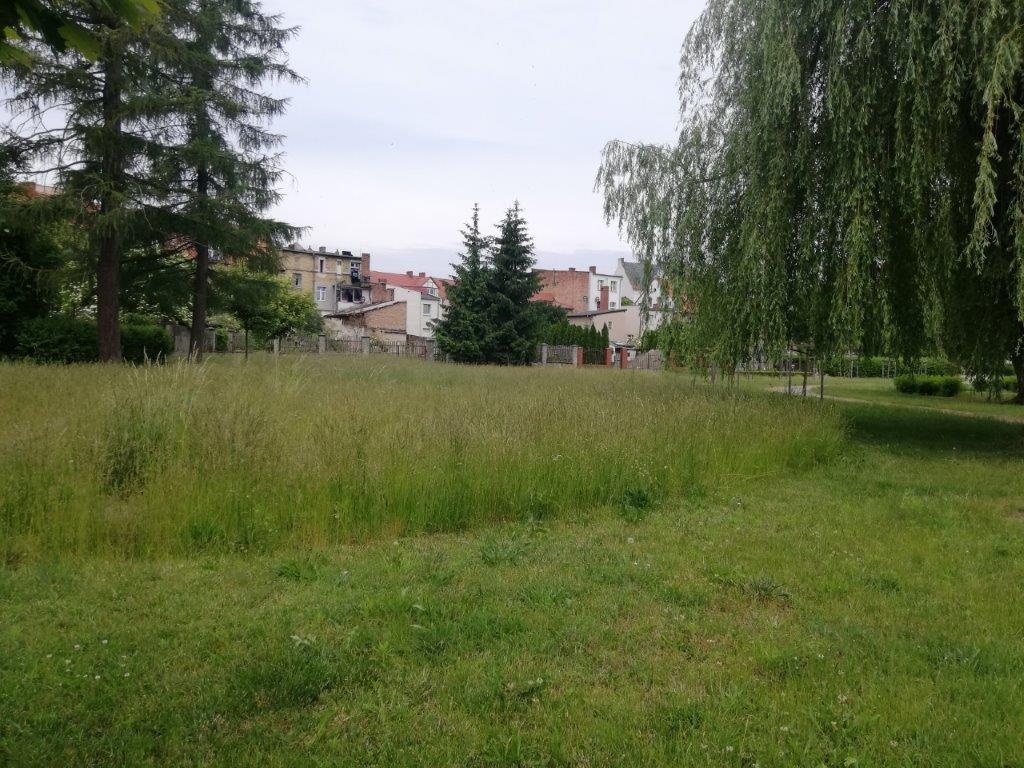 łąka kwietna