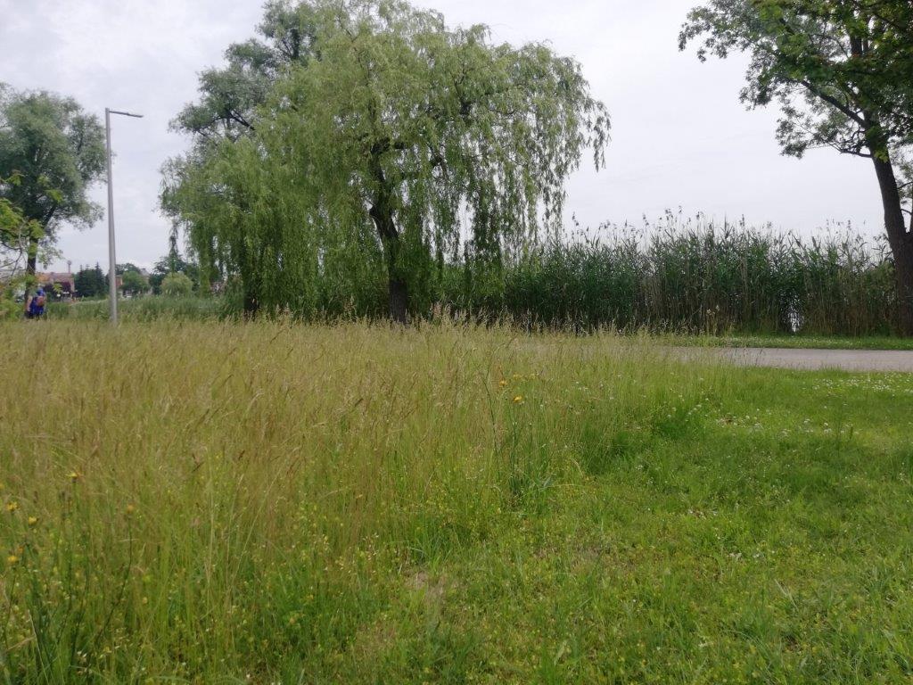 łąka kwietna