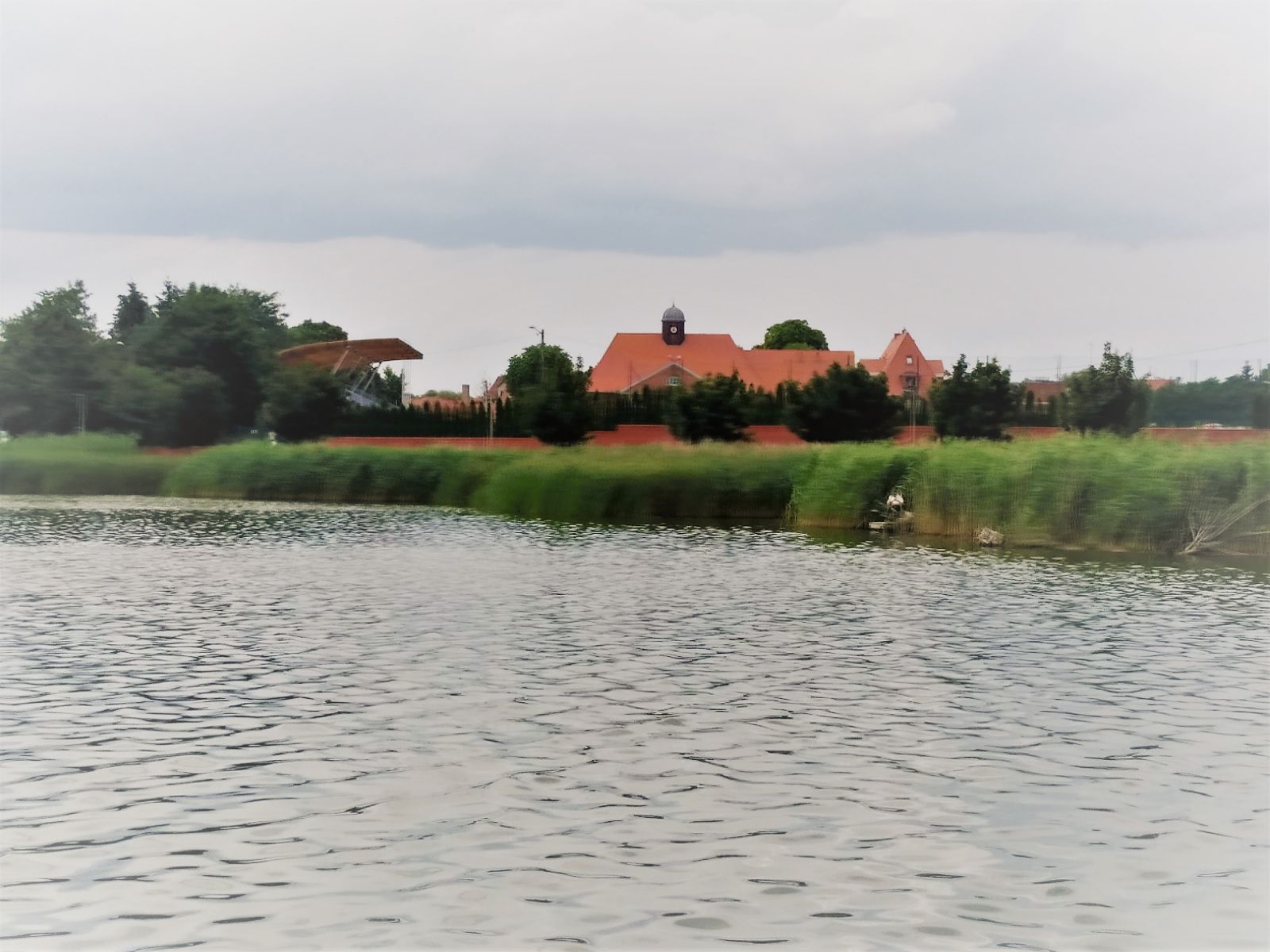 Trzciny porastające brzegi Jeziora Miejskiego