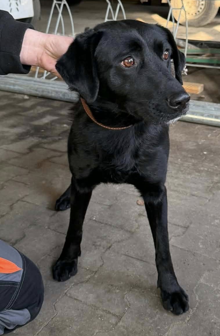 pies czarny mieszaniec